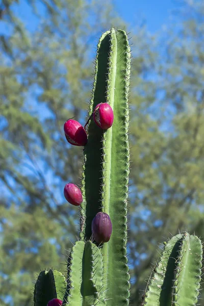 Close up of Peruvian apple cactus fruit on tree in botanical garden with blur background. (Scientific name Cereus repandus