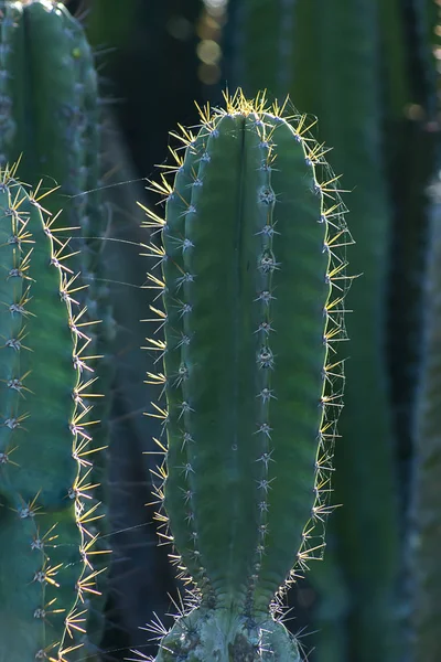 Primer Plano Del Árbol Cactus Manzana Peruano Jardín Botánico Con — Foto de Stock