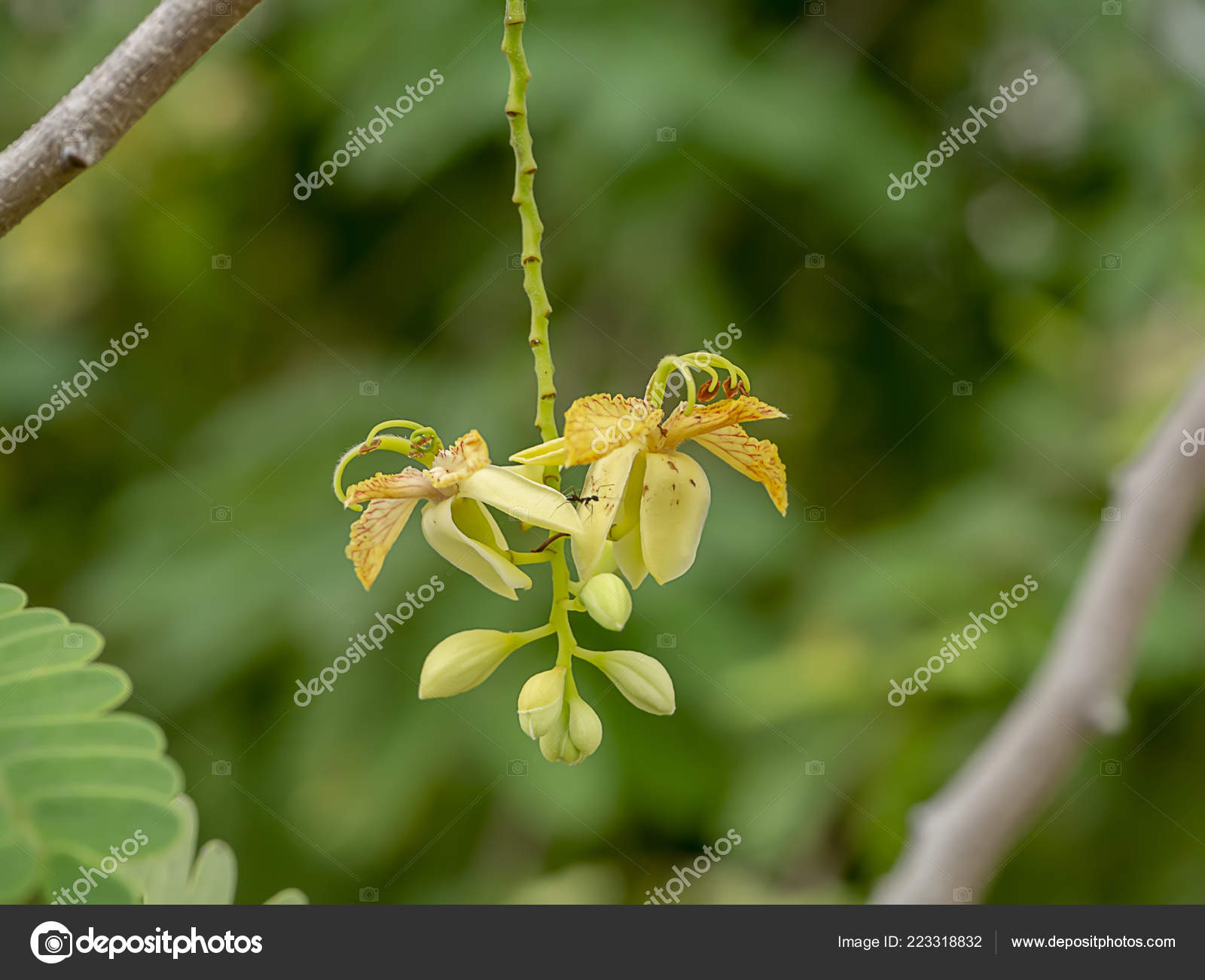 Close Tamarind Flower Tamarindus Indica Stock Photo Image By C Noppharat Th Close Tamarind Flower Tamarindus Indica Stock Photo Image By C Noppharat Th