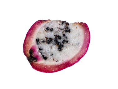 Perulu elma kaktüs meyve kırpma yolu beyaz zemin üzerine kapatın. (Bilimsel adı Cereus repandus)