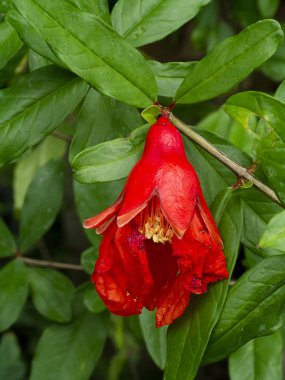 Polen nar çiçek dalı yeşil arka plana sahip kapatın. (Punica granatum)