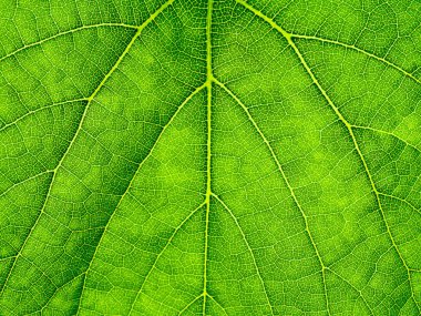 Makro üzüm yaprak yeşil arka plan.