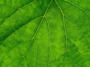 Makro üzüm yaprak yeşil arka plan.