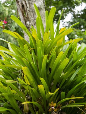 Cymbidium finlaysonianum ağaç üzerinde