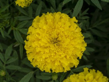 Marigolds çiçek bahçesinde kapatın