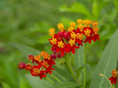 Close up of Bastard ipecacuanha or Blood flower with blur background. (Asclepias curassavica) clipart