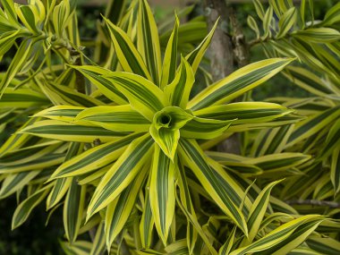 Hindistan şarkı yaprakları kapatın. (Dracaena reflexa ağaç)