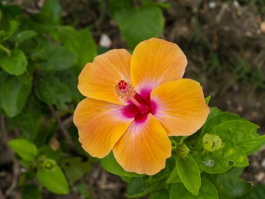Portakal rengi Çin gülü ya da ayakkabı çiçeğini kapat. (Hibiscus rosa-sinensis)