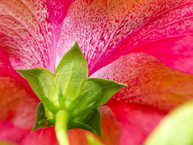 Yakın arkasında pembe Çin gül veya ayakkabı çiçek. (Hibiscus rosa-sinensis)