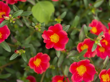 Kırmızı ve sarı Portekiz çiçeği. (Portulaca oleracea)