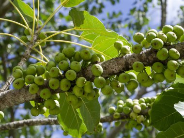 Yeşil ficus superba meyve dalı kapatın. (Ficus virens Aiton)
