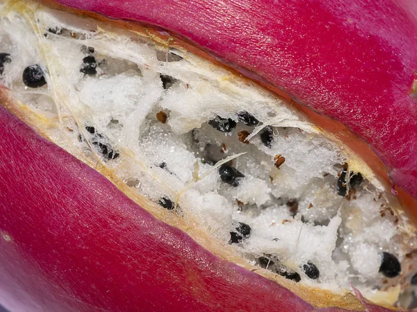 Bliska Peruwiański Apple Kaktus Owoców Nazwa Naukowa Cereus Repandus — Zdjęcie stockowe