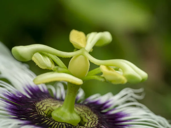 Close Flor Maracujá Passiflora Edulis — Fotografia de Stock