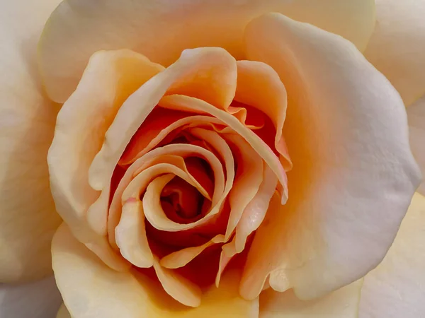 Primo Piano Fiore Rosa Arancione Morbido — Foto Stock