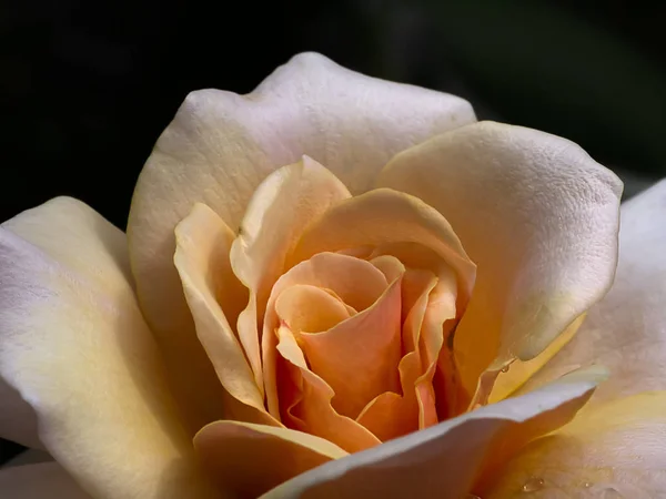 Gros Plan Fleur Rose Orangée Douce — Photo