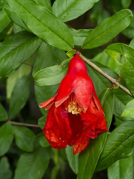 Close Pollen Pomegranate Flower Branch Green Background Punica Granatum — Stock Photo, Image