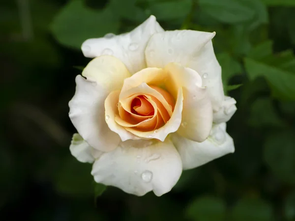 Close Soft Orange Rose Flower — Stock Photo, Image