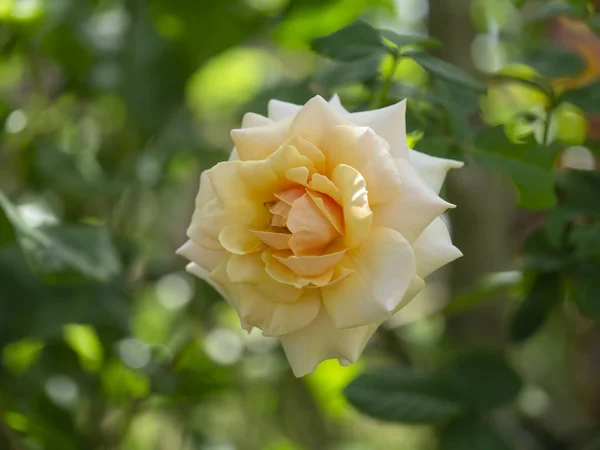 Primo Piano Fiore Rosa Arancione Morbido — Foto Stock