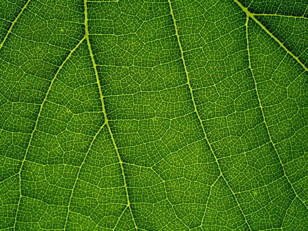 Macro Green Grape Leaf — Stock Photo, Image