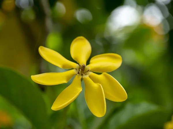 Lähikuva Keltainen Gardenia Carinata Wallich Kukka Puussa — kuvapankkivalokuva