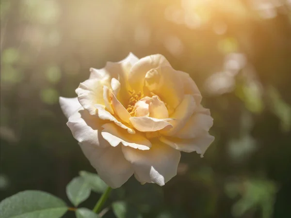 Zbliżenie Miękki Pomarańczowy Kwiat Róży Promieni Słonecznych Rozmycie Tła — Zdjęcie stockowe