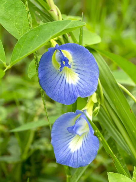 Pois Bleu Fleur Pois Papillon Clitoria Ternatea — Photo