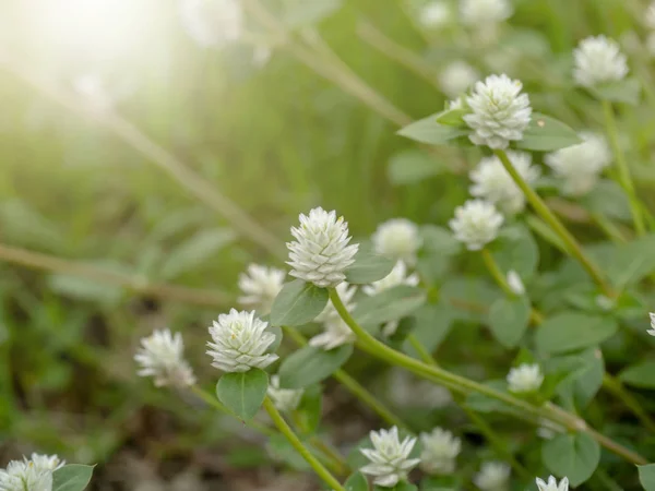 Primo Piano Gomphrena Erbaccia Fiore Con Foglia Fondo Sfocato — Foto Stock