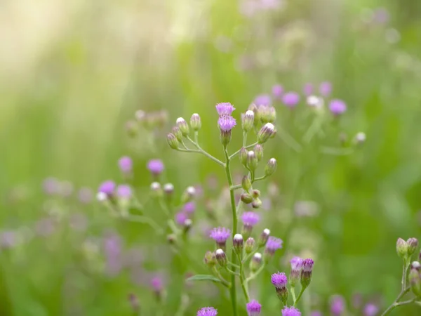 Мягкий Фокус Маленького Цветка Железа Vernonia Cinerea Светом Размытом Фоне — стоковое фото