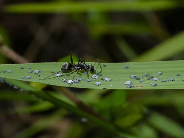 The black ants are taking care of the larvae of the aphids with blur background.