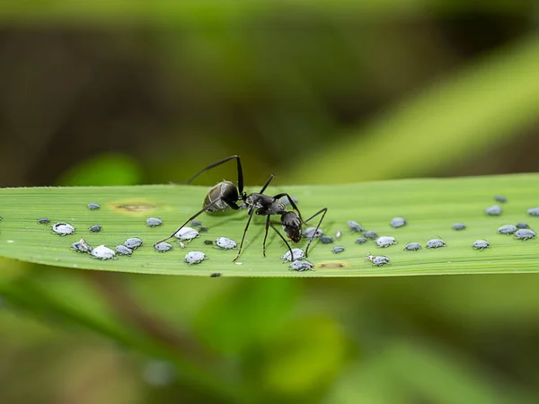 Formigas Negras Estão Cuidando Das Larvas Dos Pulgões Com Fundo — Fotografia de Stock