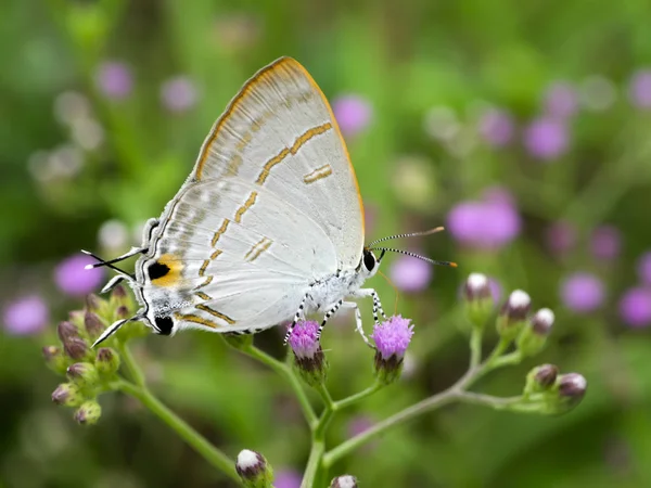 Zamknąć Się Motyla Chwasty Mały Kwiat Vernonia Cinerea Rozmycie Tła — Zdjęcie stockowe