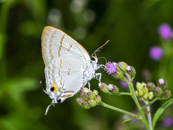 Farfalla Vicino Little Ironweed Flower Vernonia Cinerea Con Sfondo Sfocato — Foto Stock