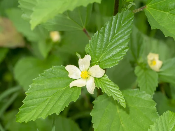 Queensland Hemp Sida Rhombifolia Flower Leaves — Stock Photo, Image