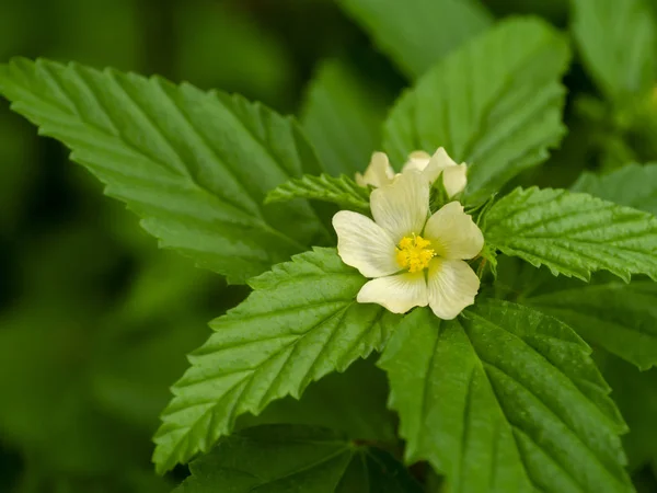 Königinnenhanf Sida Rhombifolia Blume Mit Blättern — Stockfoto