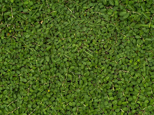 小さな緑の葉の背景 — ストック写真