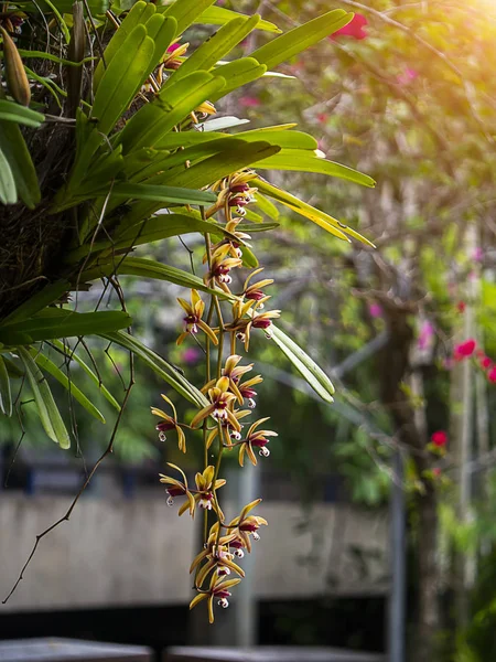 Amarelo Cymbidium Finlaysonianum Flor Árvore Com Luz Fundo Borrão — Fotografia de Stock