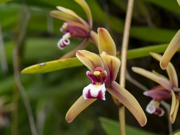 Sárga Cymbidium Finlaysonianum Virág Életlenítés Háttér — Stock Fotó