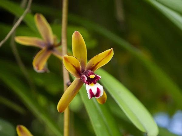 Sarı Cymbidium Finlaysonianum Çiçek Ile Ağaç Üzerinde Arka Plan Bulanıklık — Stok fotoğraf