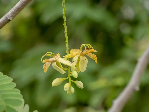 Close Flor Tamarind Tamarindus Indica — Fotografia de Stock