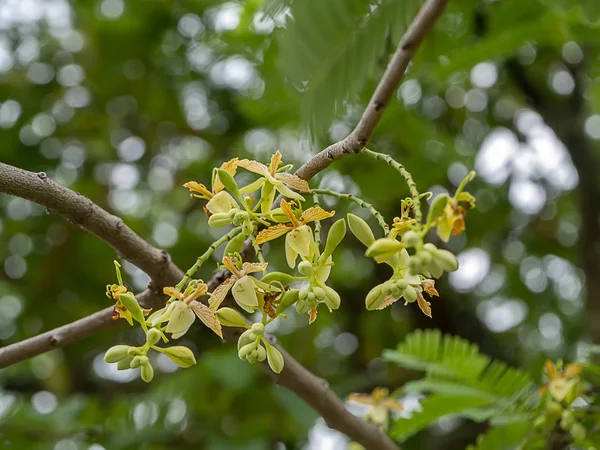 Close Flor Tamarind Tamarindus Indica — Fotografia de Stock