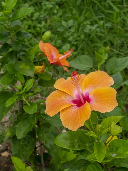 Close Orange Chinese Rose Shoe Flower Hibiscus Rosa Sinensis — Stock Photo, Image