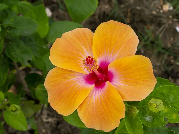 Zblízka Oranžová Čínská Růže Nebo Bota Květiny Hibiscus Rosa Sinensis — Stock fotografie