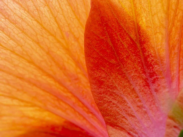 Close Petal Orange Chinese Rose Shoe Flower Hibiscus Rosa Sinensis — Stock Photo, Image