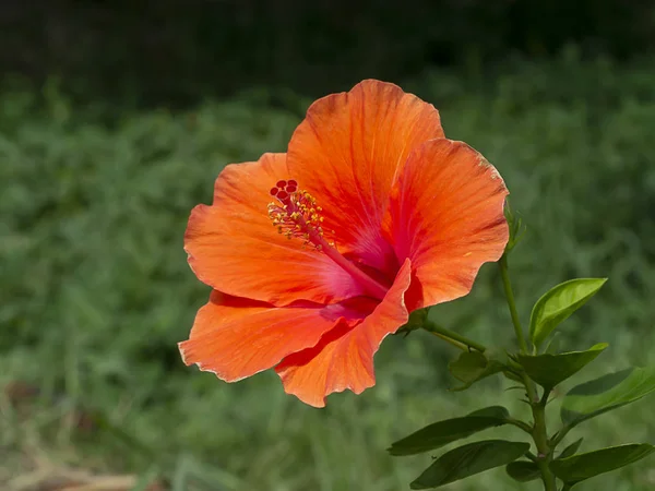 Close Deep Orange Chinese Rose Shoe Flower Hibiscus Rosa Sinensis — Stock Photo, Image