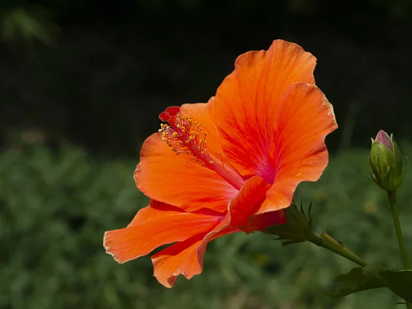 深いオレンジ色の中国のバラや靴花を閉じます ハイビスカスローザ ススキ — ストック写真
