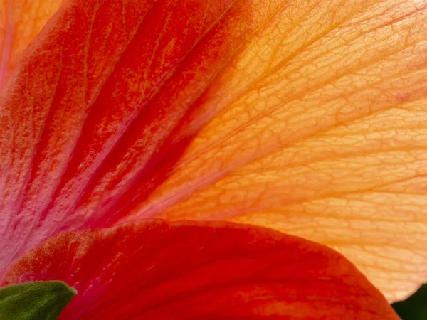 Close up petal of orange chinese rose or shoe flower. (Hibiscus rosa-sinensis)