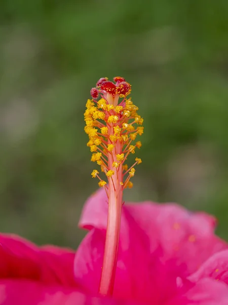 Close Pollen Chinese Rose Shoe Flower Hibiscus Rosa Sinensis Blur — Stock Photo, Image