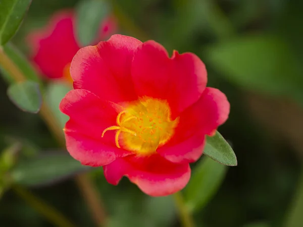 Flor Portulaca Vermelha Amarela Portulaca Oleracea — Fotografia de Stock
