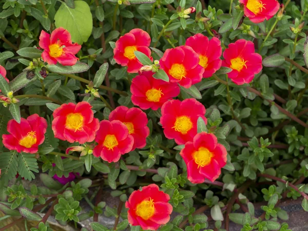 Kırmızı Sarı Portekiz Çiçeği Portulaca Oleracea — Stok fotoğraf