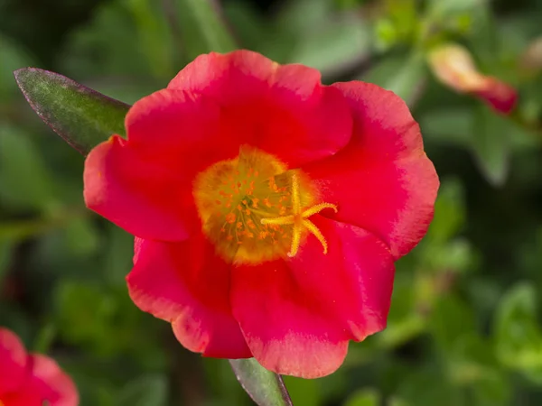Red Yellow Portulaca Flower Portulaca Oleracea — Stock Photo, Image